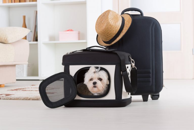 Quiero viajar con mi mascota, ¿cómo lo hago?